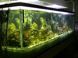 Coral reef tank