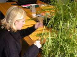 A student studying plants as part of her research.