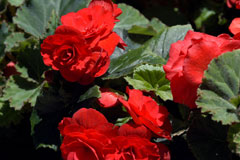 begonia