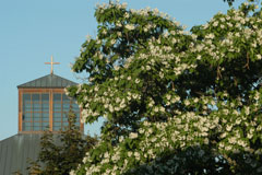 Catalpa outside the library