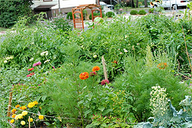 picture of garden plants